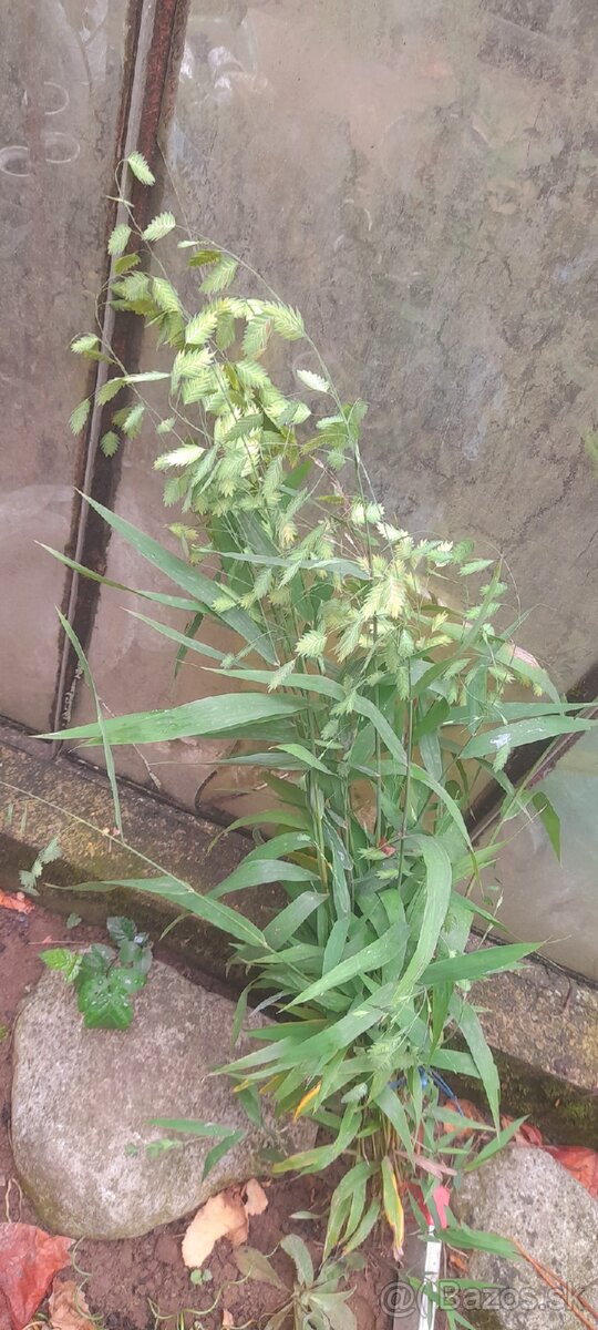 Plochoklasec Okrasná tráva - SEMENÁ - 6