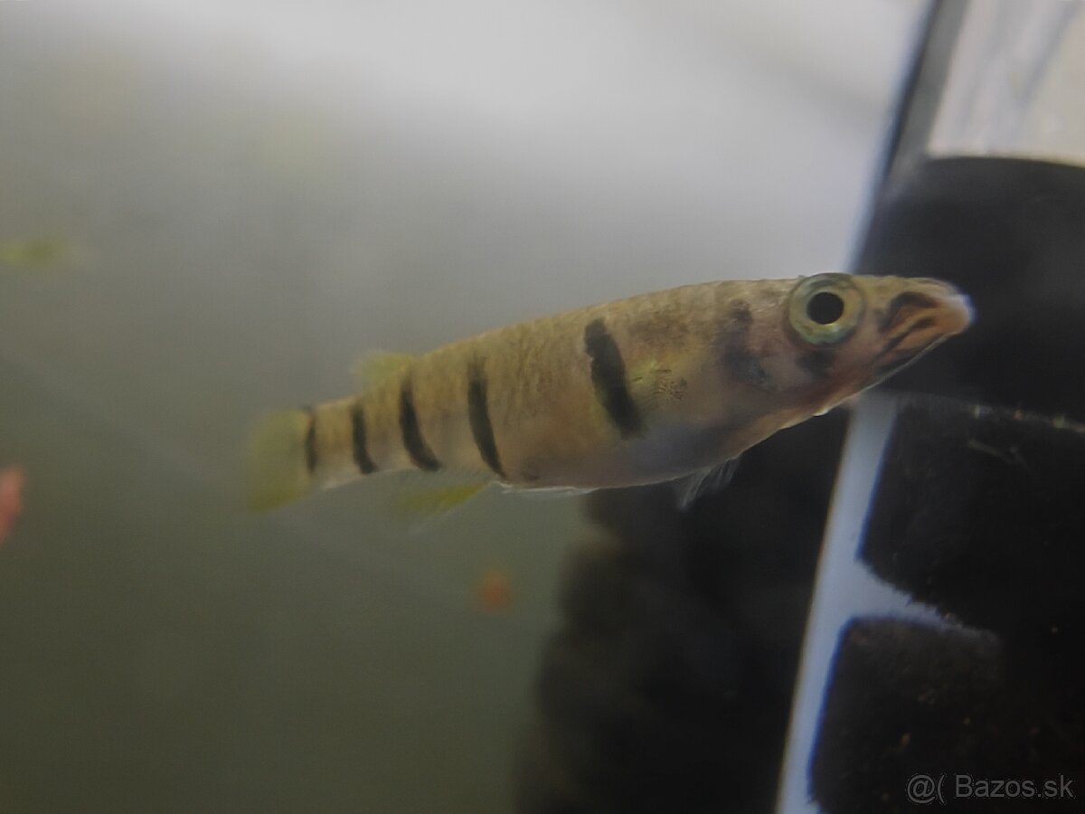 Epiplatys dageti vlastný odchov - 6