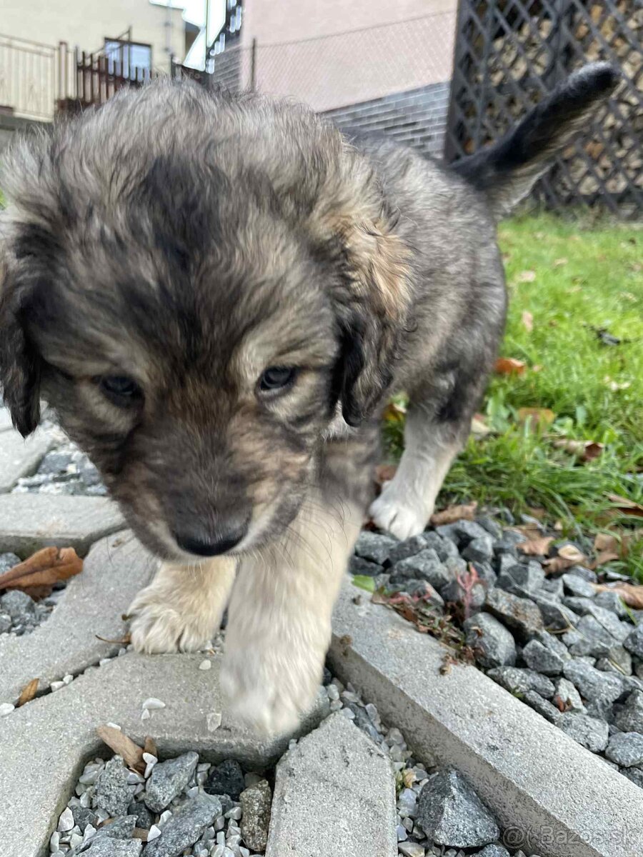 Na predaj šteniatka - 6