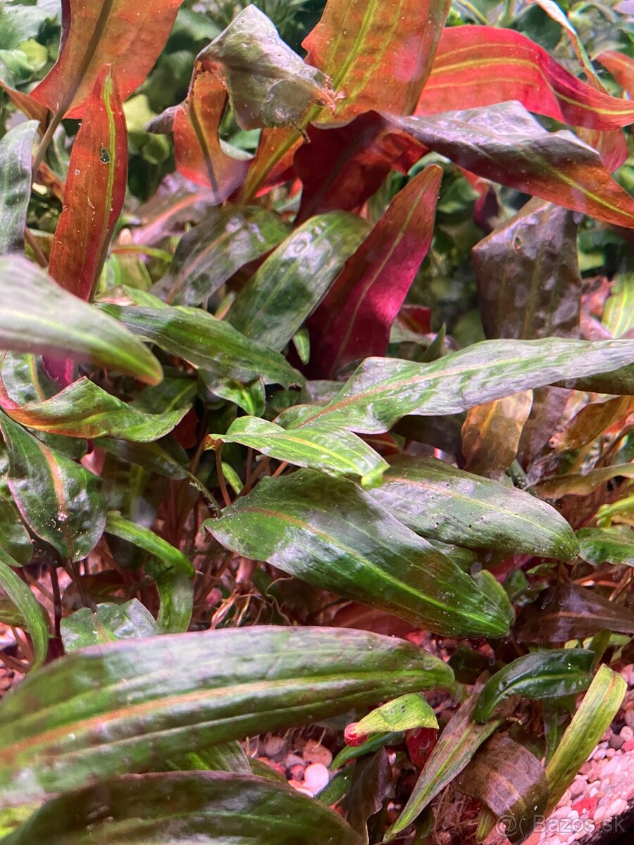 Prisavniky , gupky , rastliny - 6