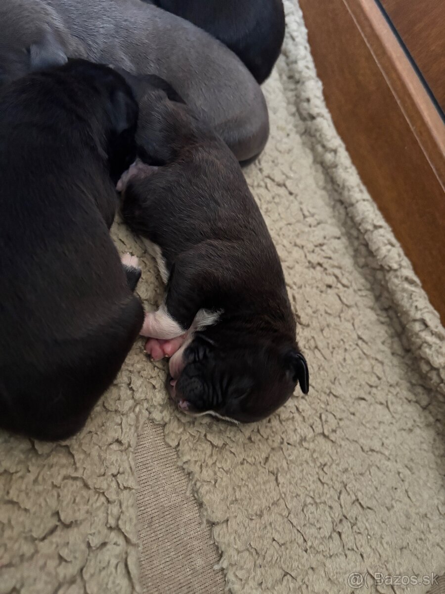 Americký stafordsirsky terier, Stafford, amstaf - 6