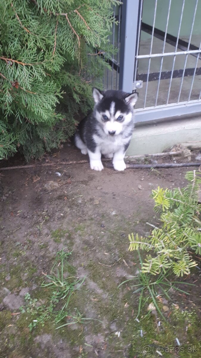 Šteniatka Husky - 6
