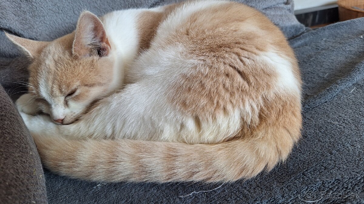 Darujem mačiatka - 6