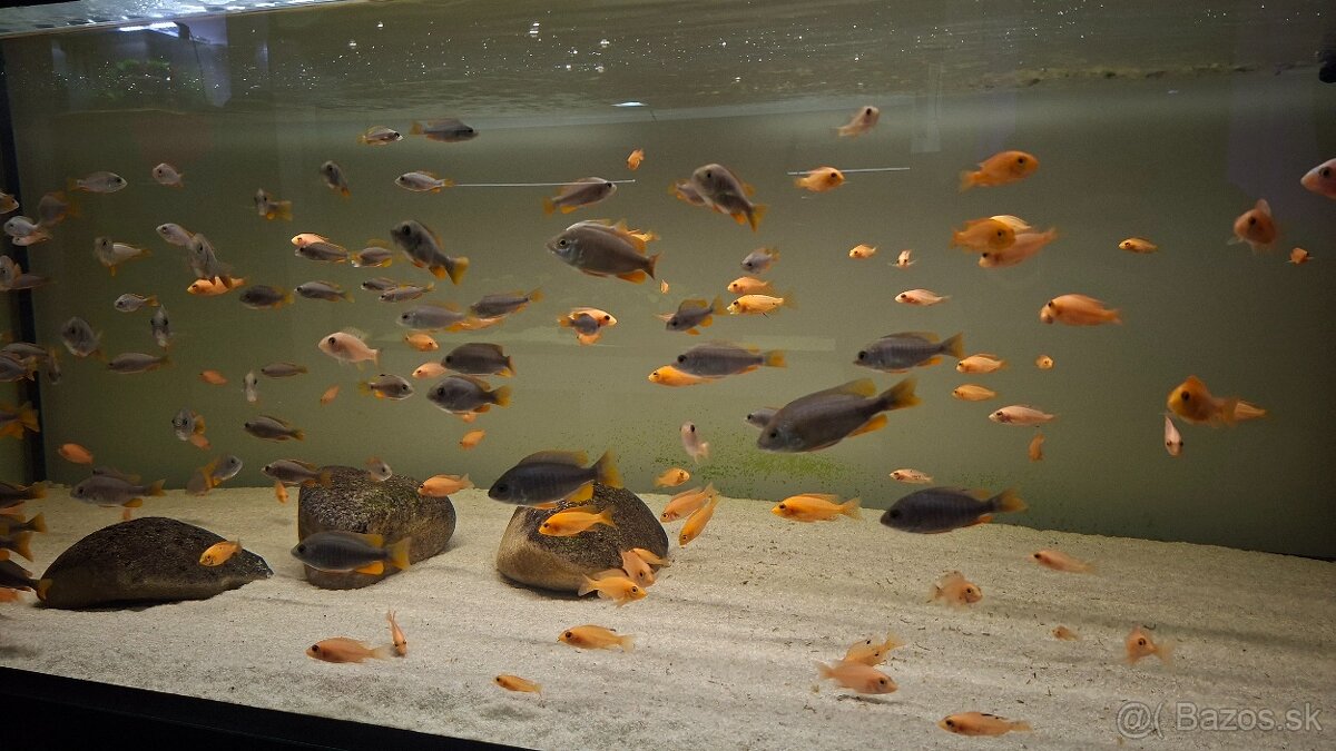 Africké cichlidy Malawi - 6