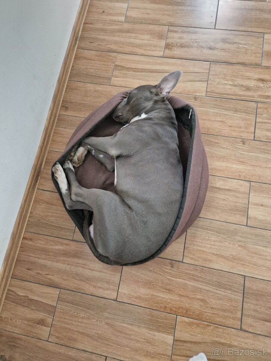 PREDAM DOSPELEHO AMERICKEHO STAFORDA - 6