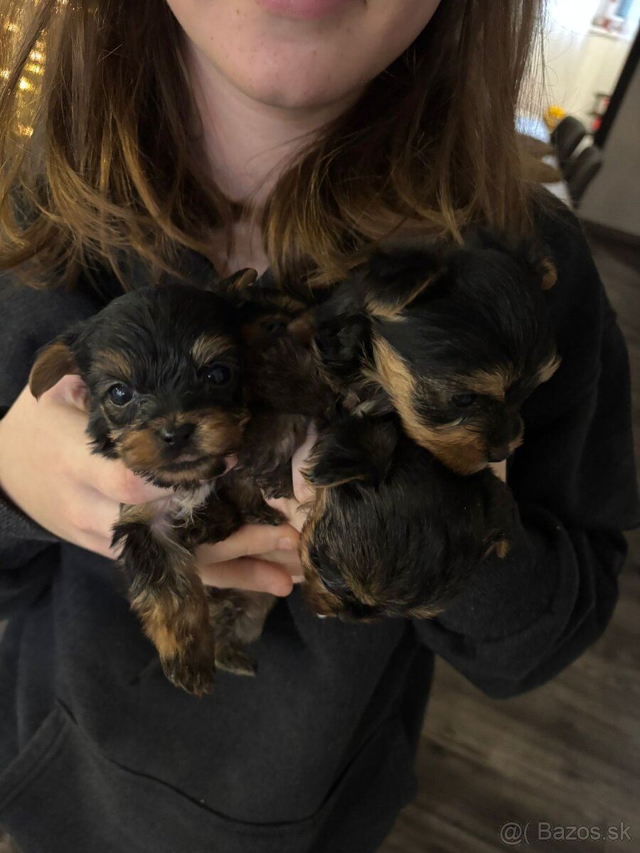 Yorksirský teriér - 6