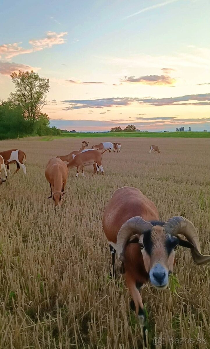 Predám Kamerúnske ovce - 6