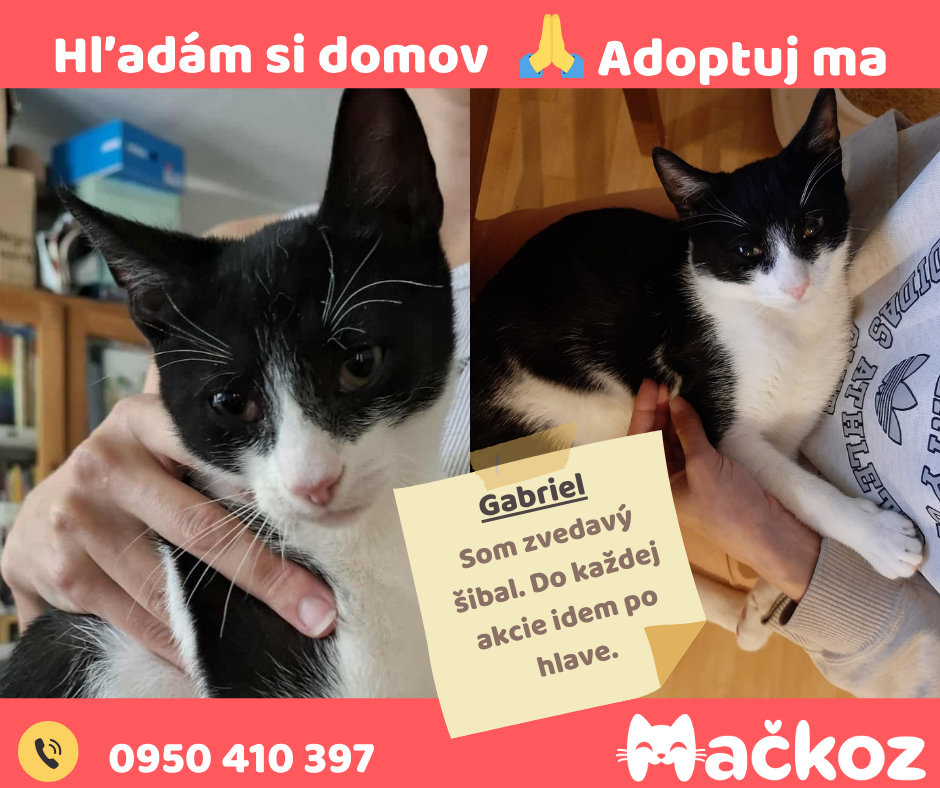 THOMAS a GABRIEL - DARUJEM KOCURIKA / KOCURIKOV NA ADOPCIU - 6
