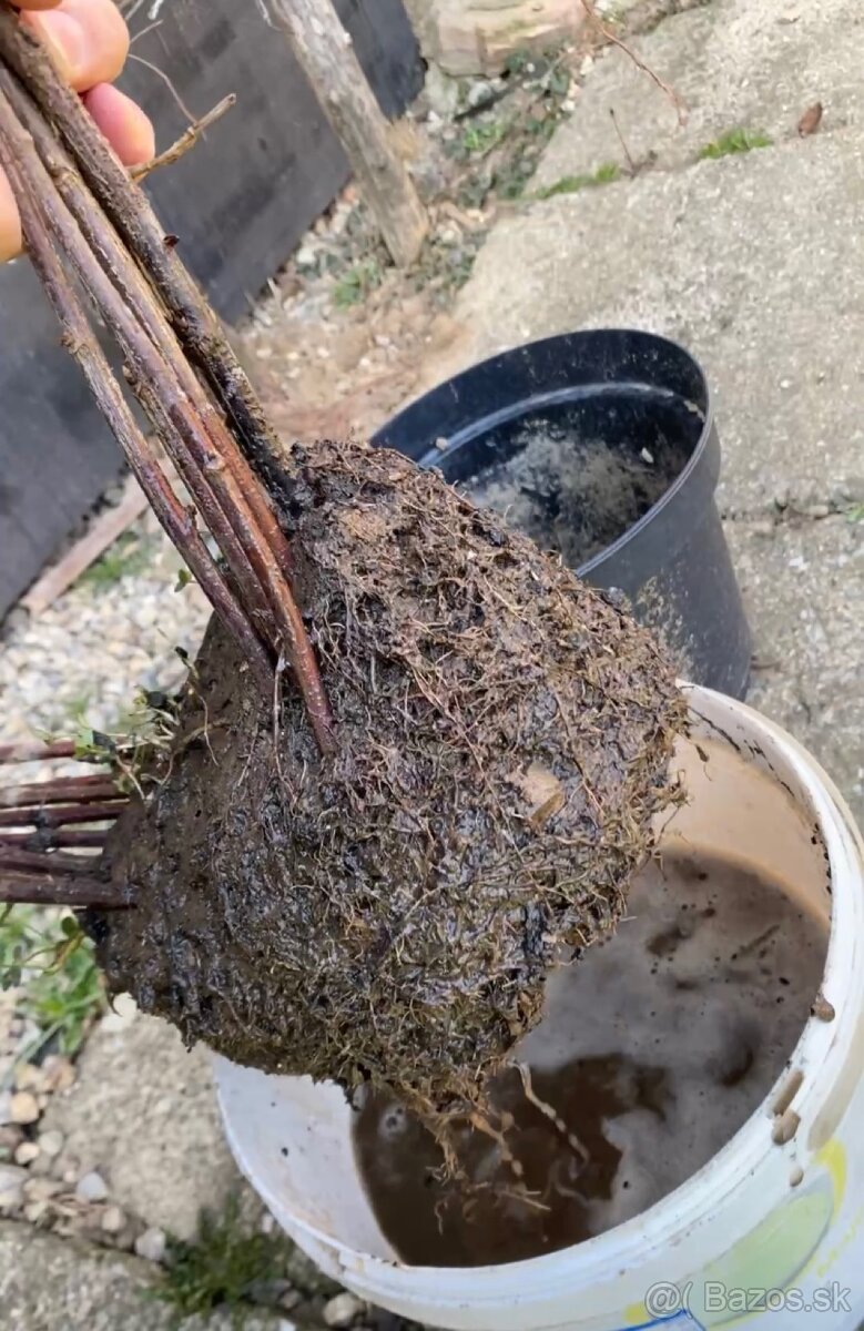 Čierne, červené ríbezle - 6