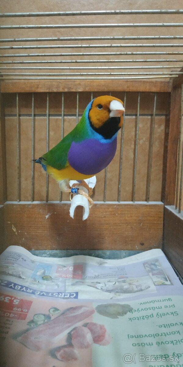 Predám amadina gouldová - 6