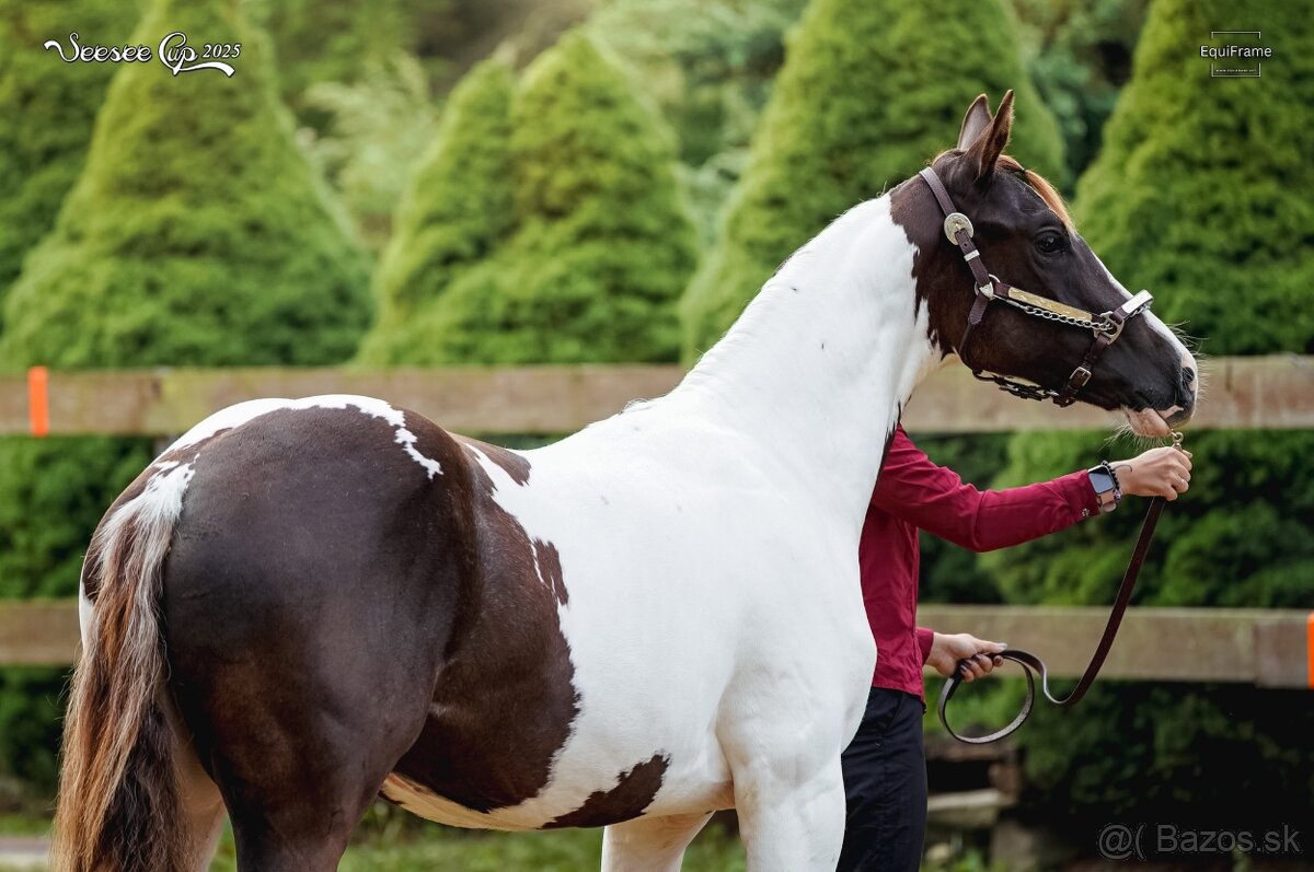 APH hřebeček 2024 - 6