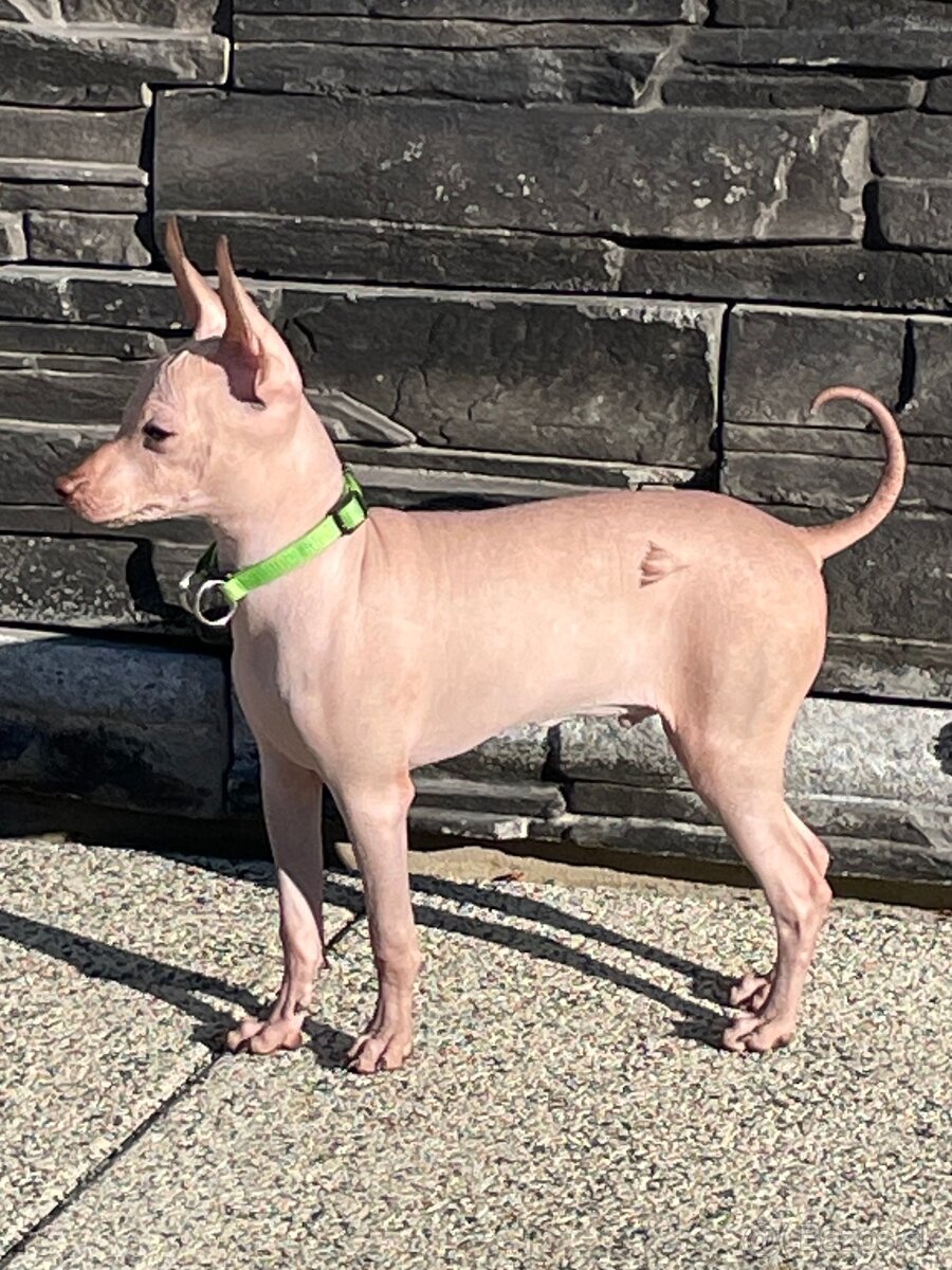 Peruánsky naháč malý - POSLEDNÝ VOĽNÝ PSÍK - 6