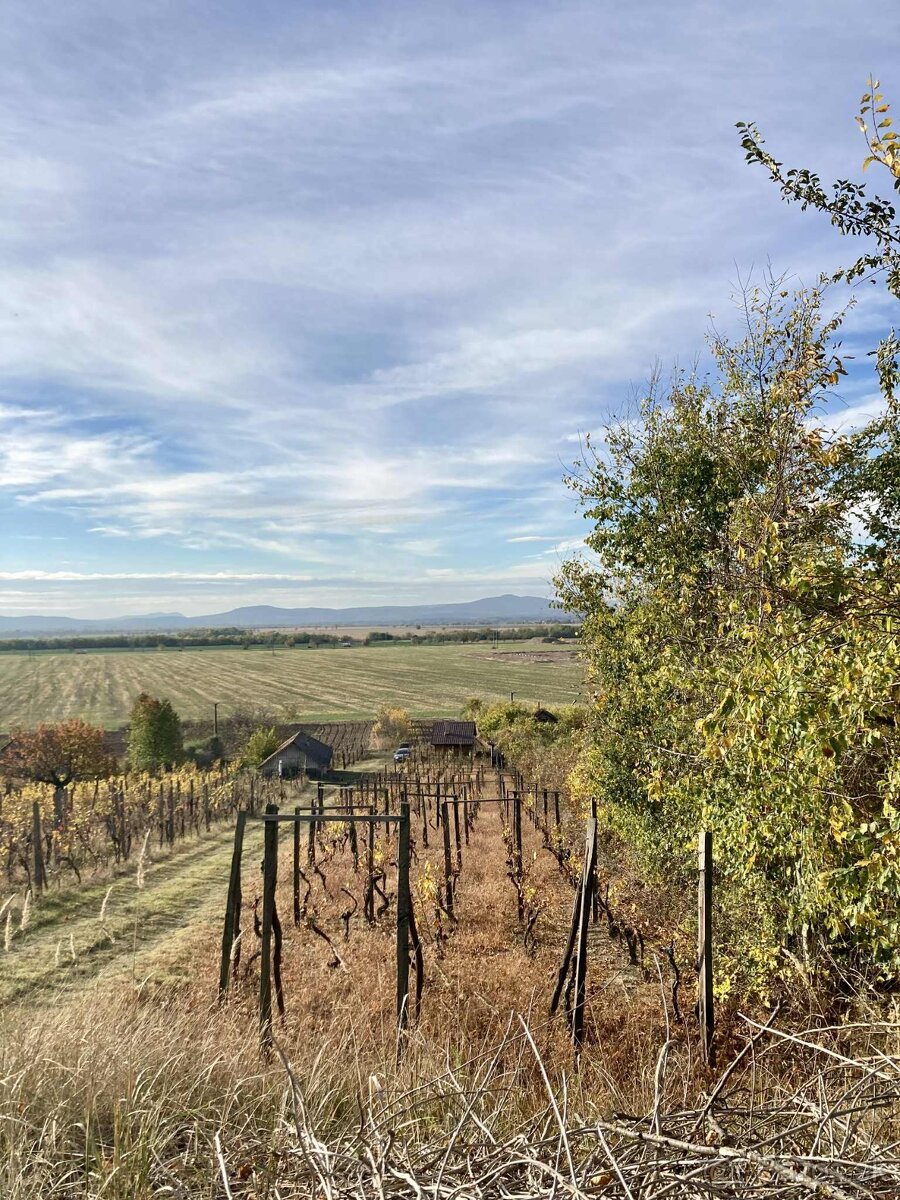 Vinica s chatkou – Hegyfarok, Kamenný Most – predaj/výmena - 6