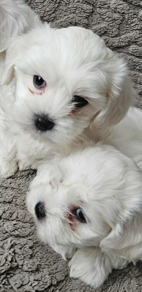 Mini Maltezák - 6