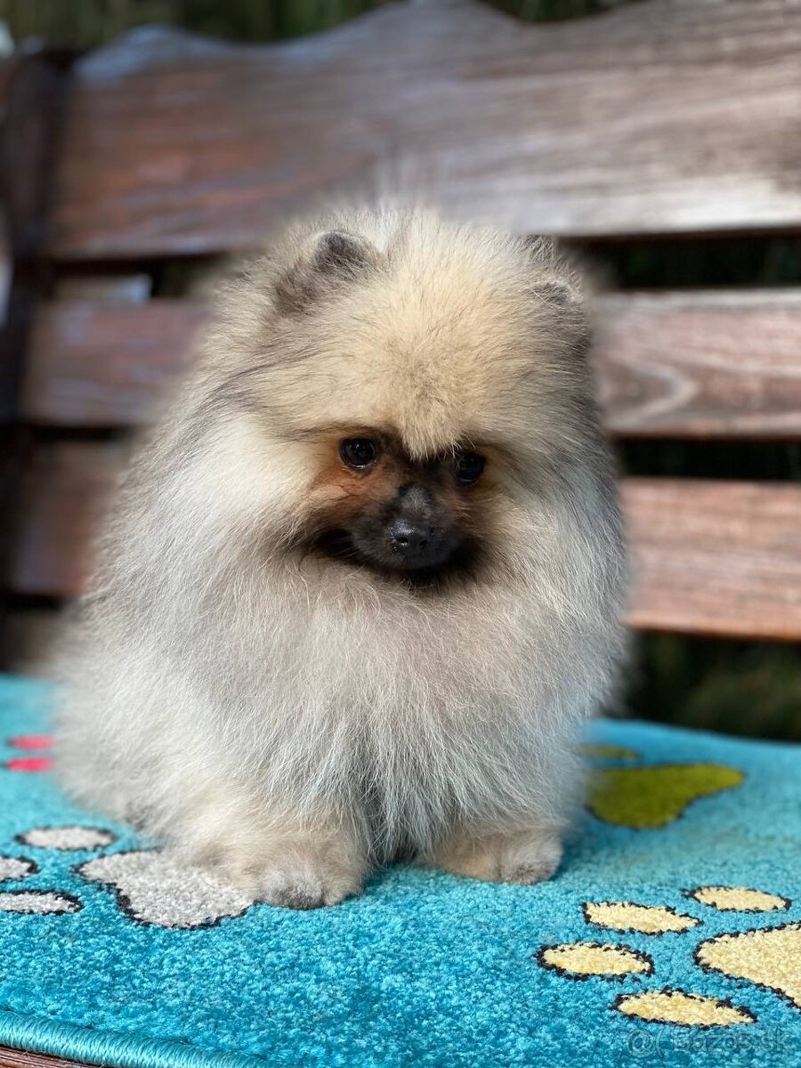 Pomeranian Exkluzivní Fenečka PP FCI - 6