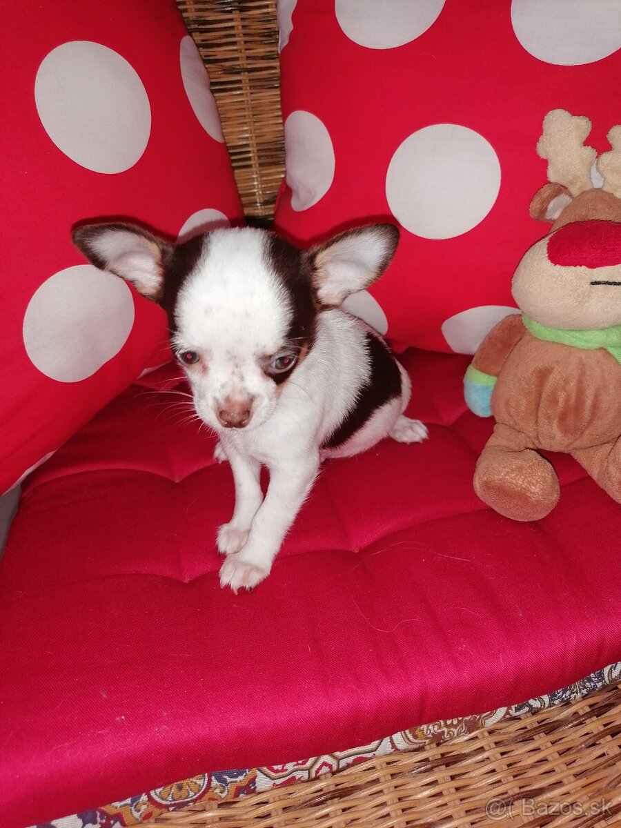 Čivava krátkosrstá - 6