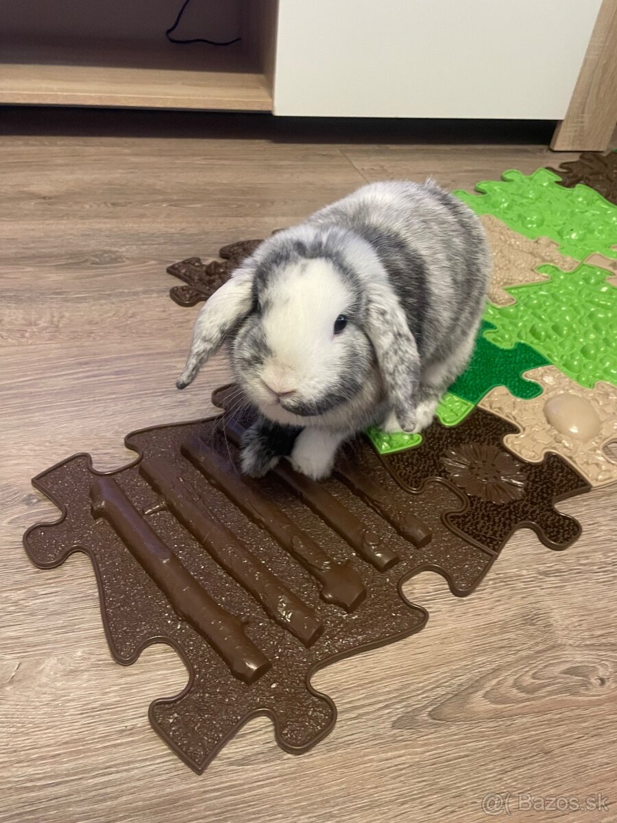 Baranček Zakrslý - 6