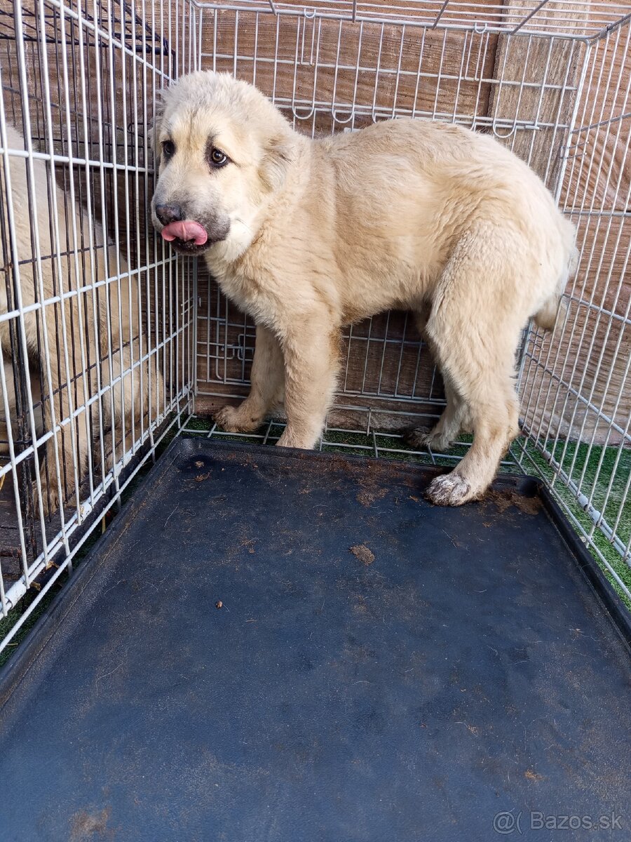 predám šteniatka stredoázijaka - 6