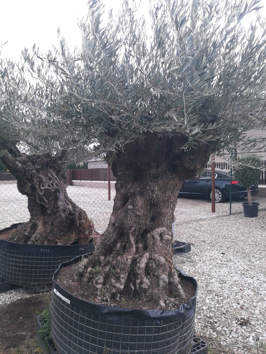 Olivovník bonsai - 6