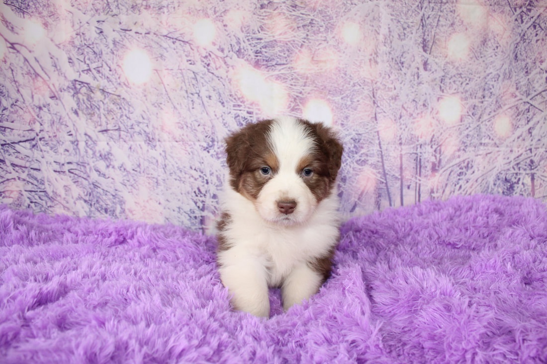 Austrálsky ovčiak - 6