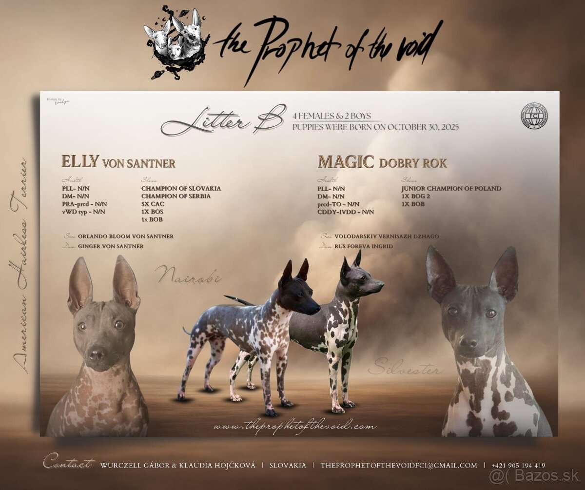 Americký bezsrstý terrier s PP FCI - 6