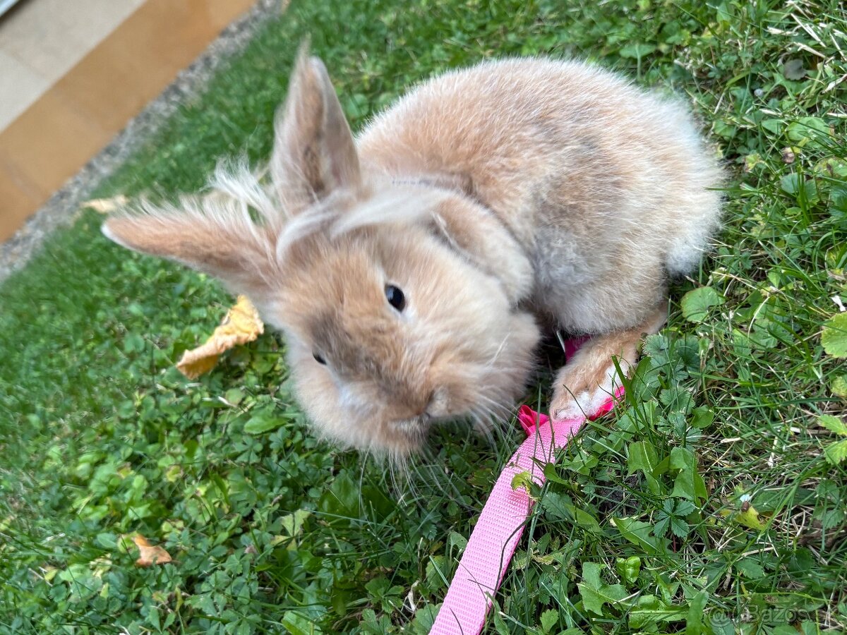 darujeme králika - 6