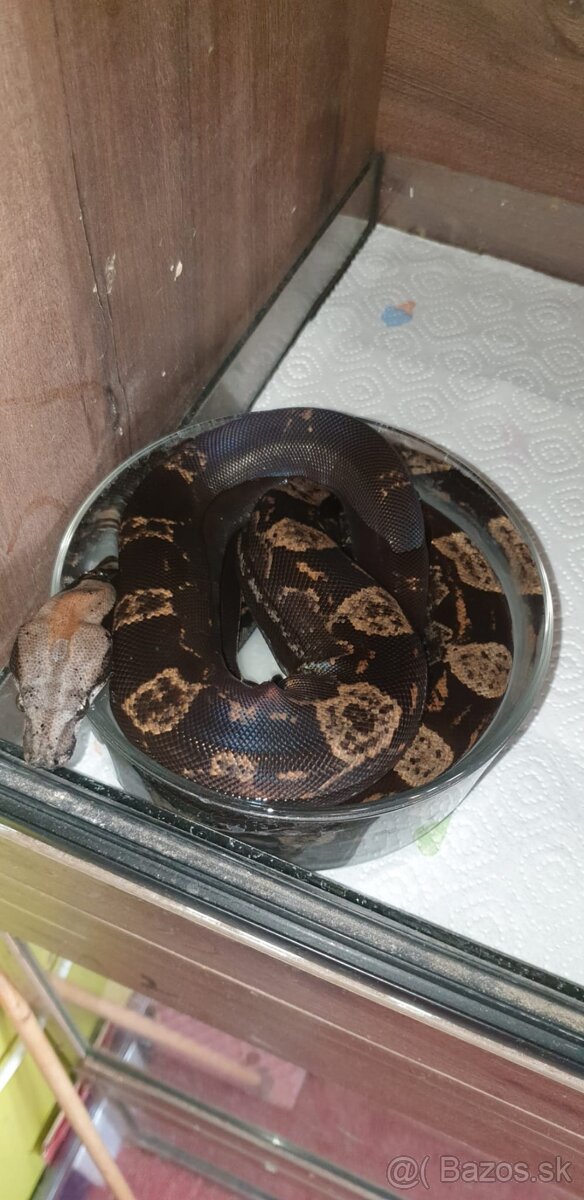 Veľhad královský Boa Constrictor - 6