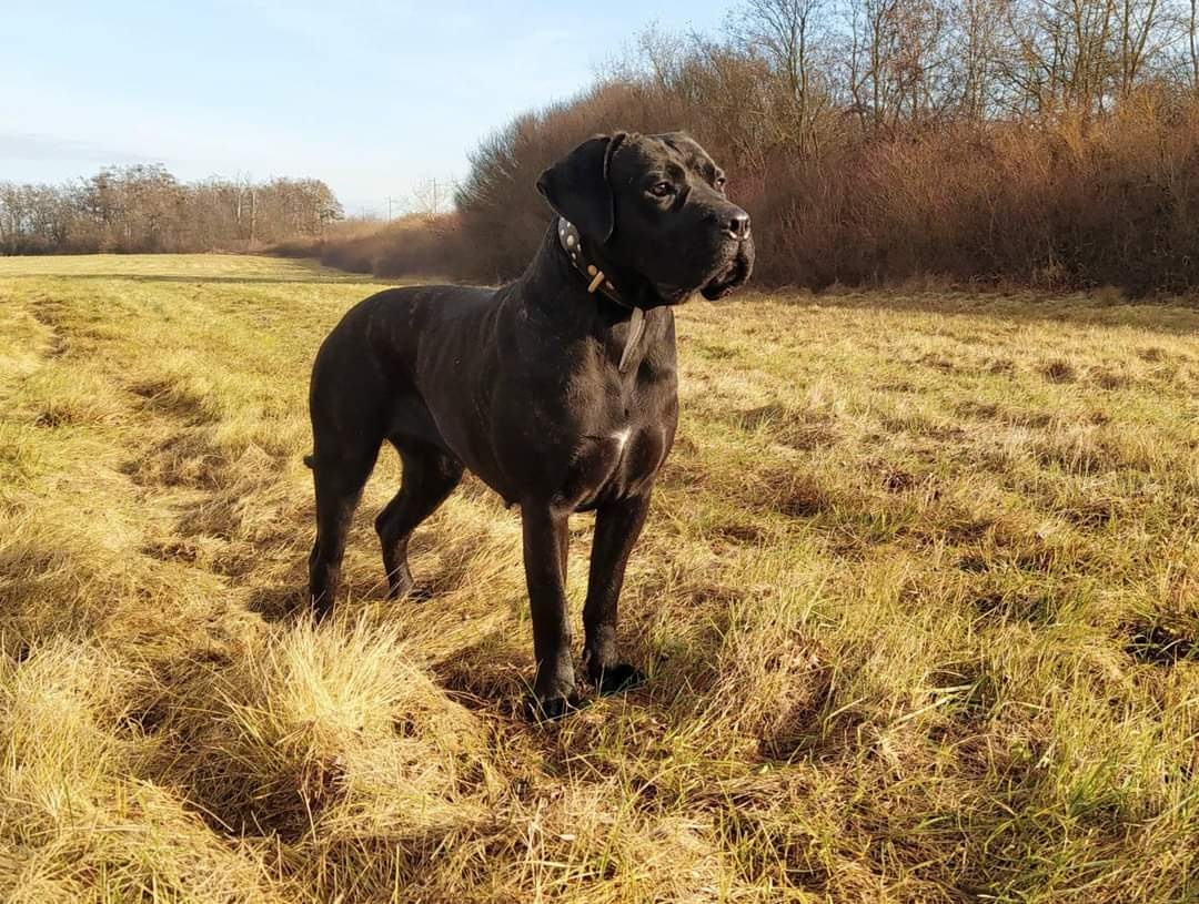 Cane corso s FCI rodokmeňom - 6
