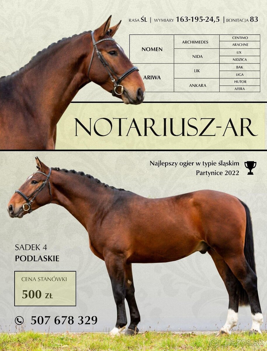 Šlonzák kobylka - 6