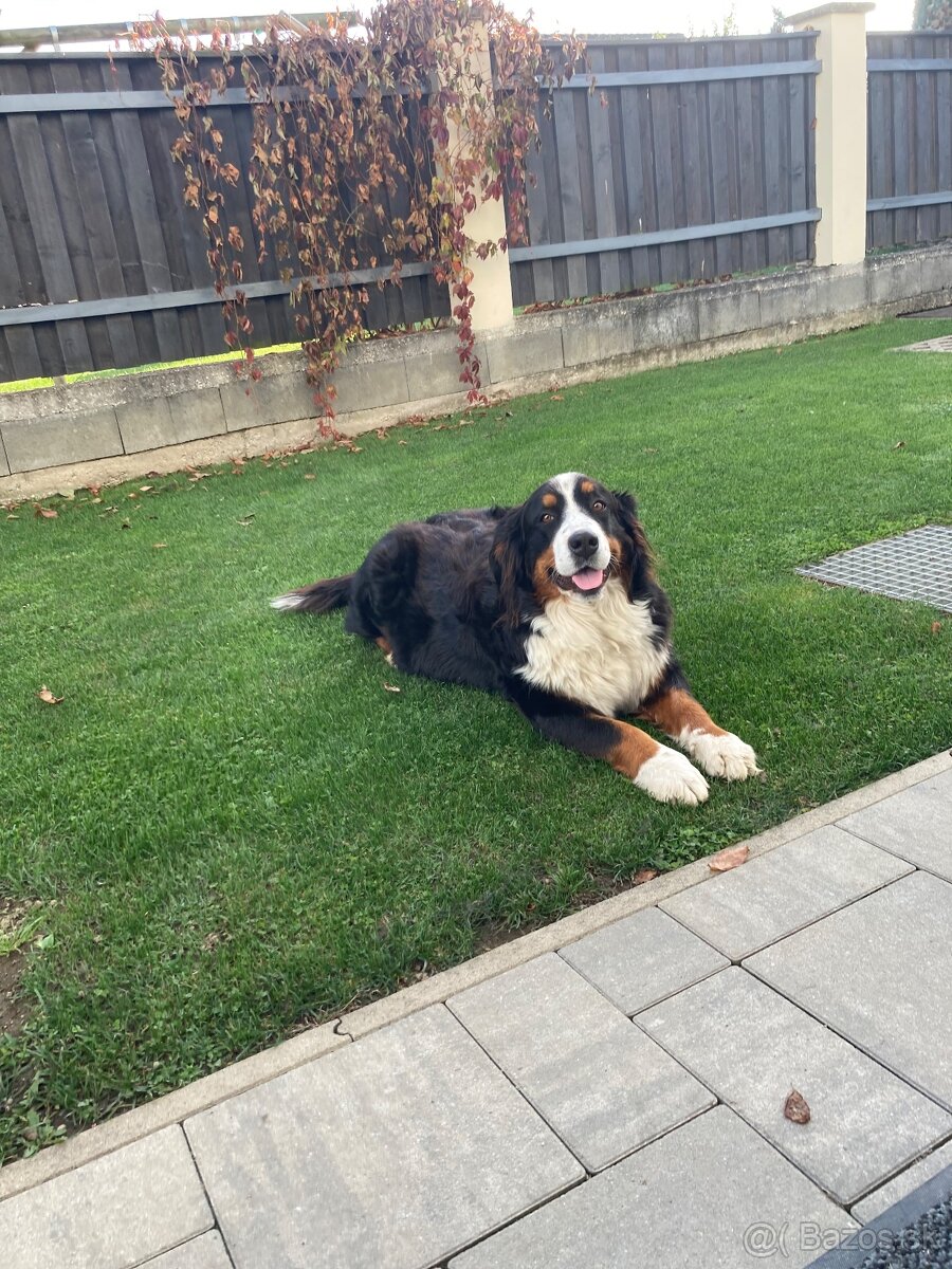 Bernský salašnícky pes - 6