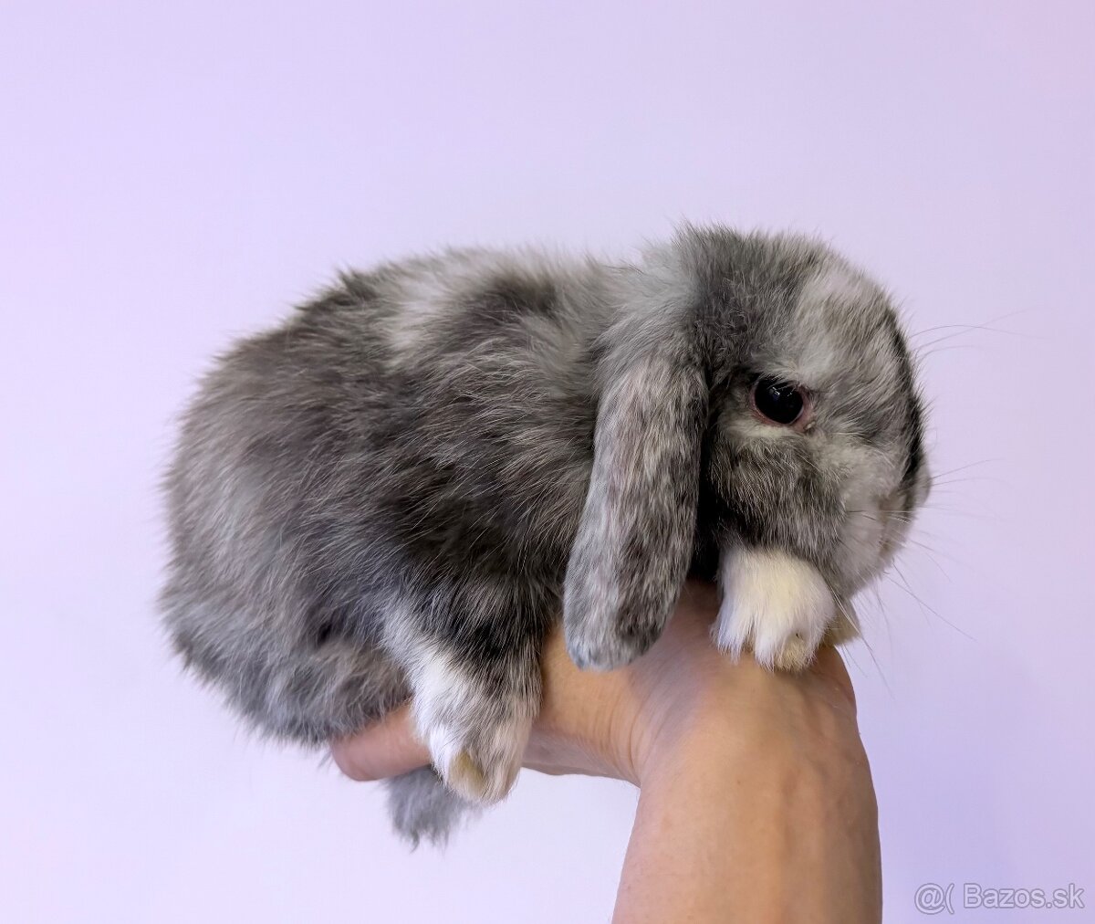 mláďatká minilop – samičky 🐰💕 - 6