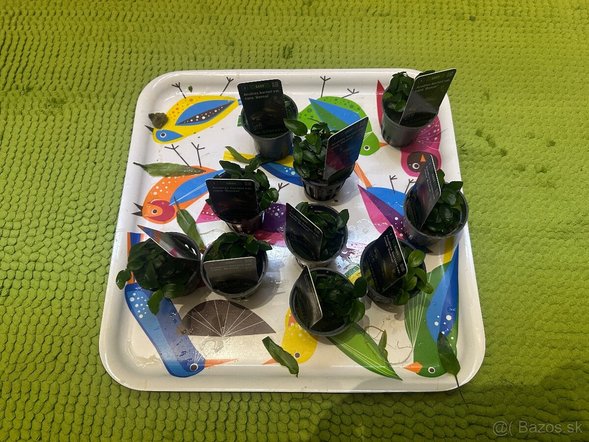 Akváriové rastliny - 6