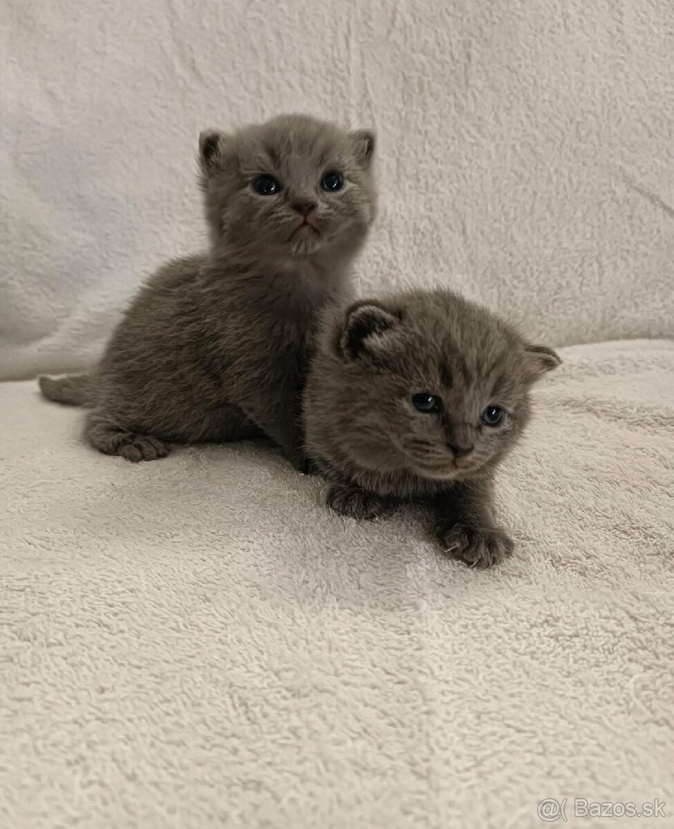 Britské modré mačiatka - 6