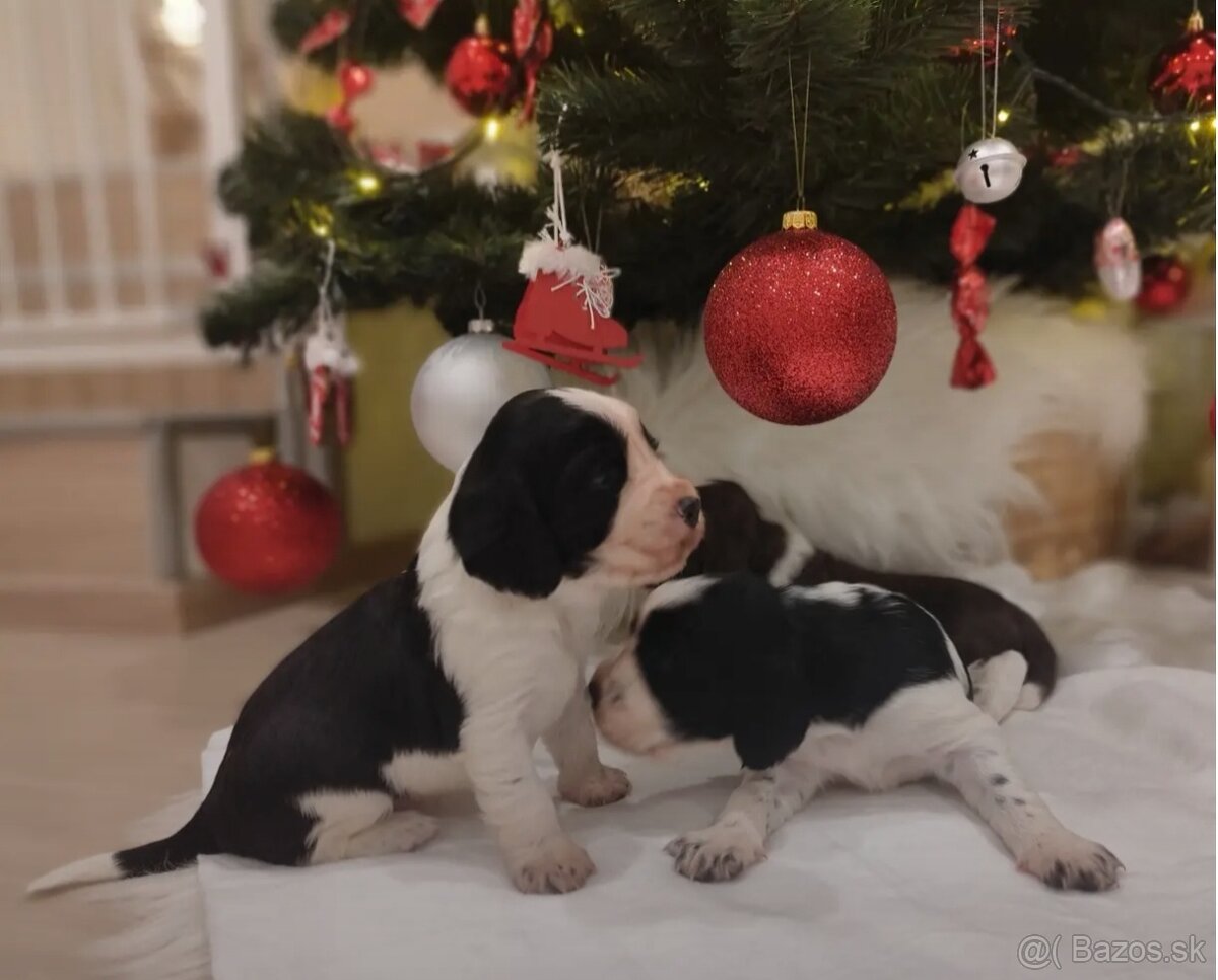 Anglický špringeršpaniel s PP pes - 6