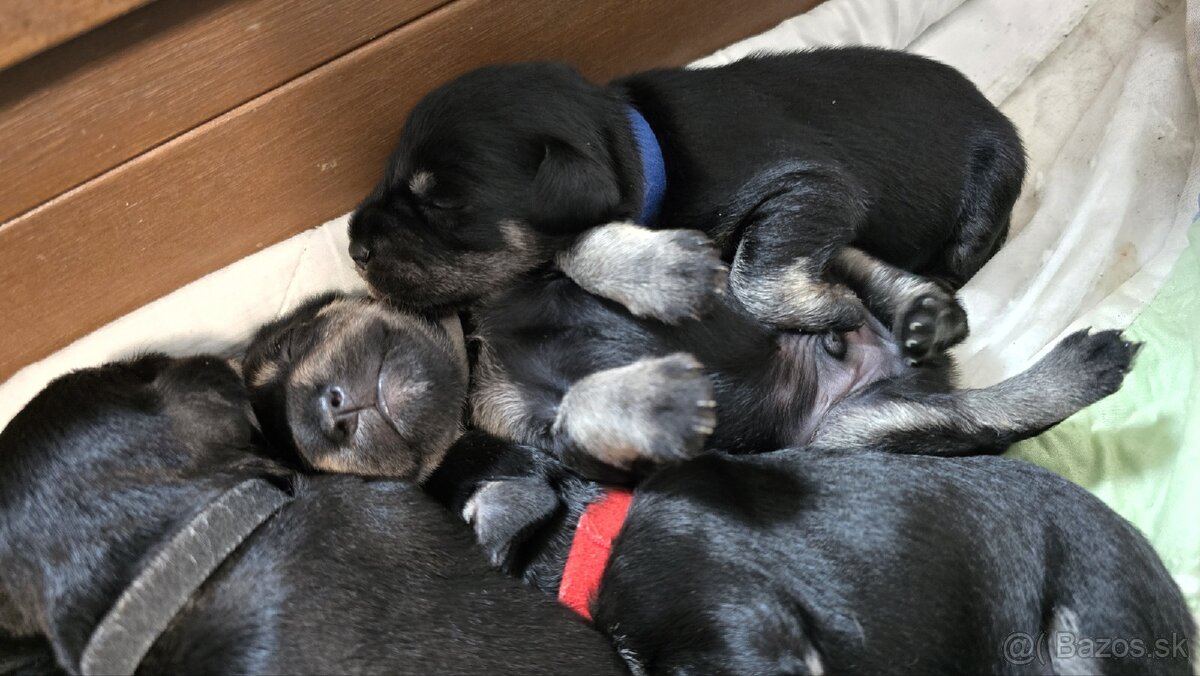 Bradáč malý čiernostrieborný - 6