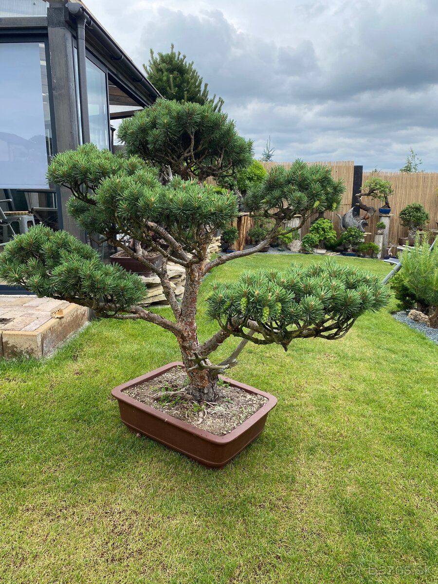 Borovica - záhradný bonsai - 6