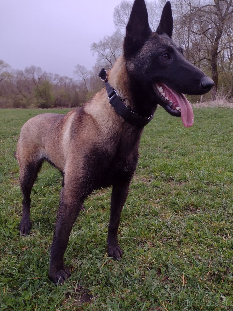 Belgický ovčiak šteniatka - 6