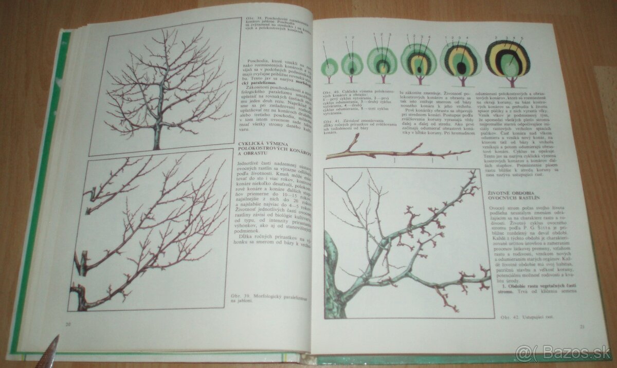 Tvarovanie a rez ovocných drevín - 6