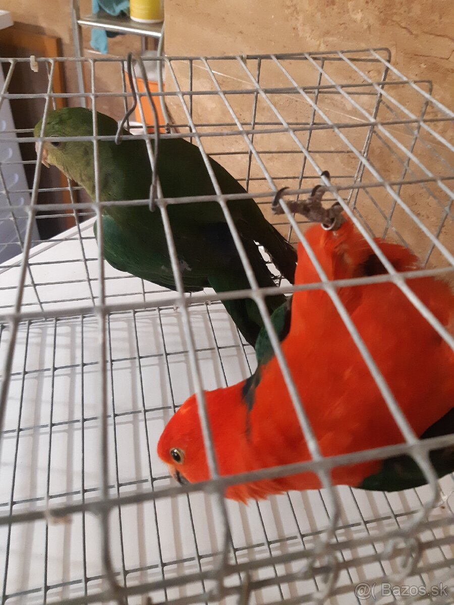 Predam papagaj kralovsky - 6