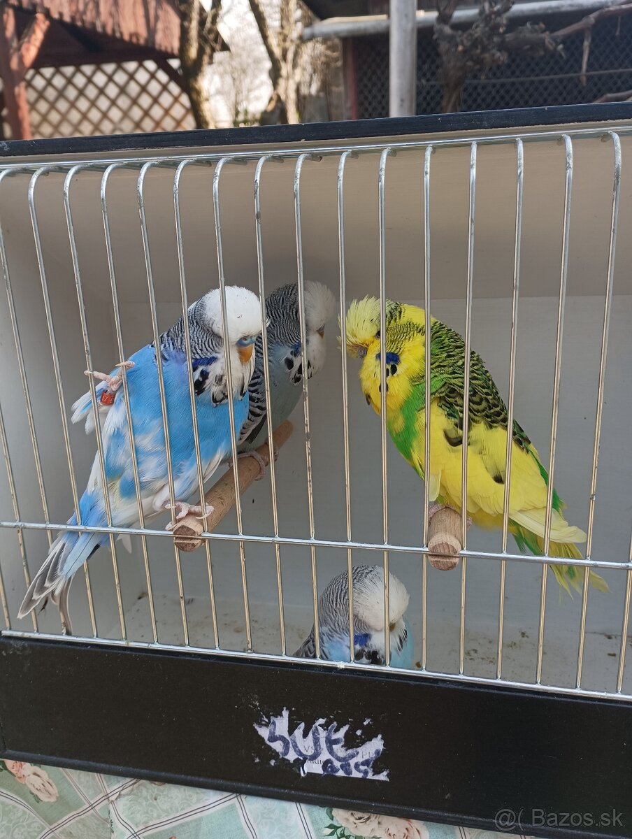 Výstavné andulky - 6