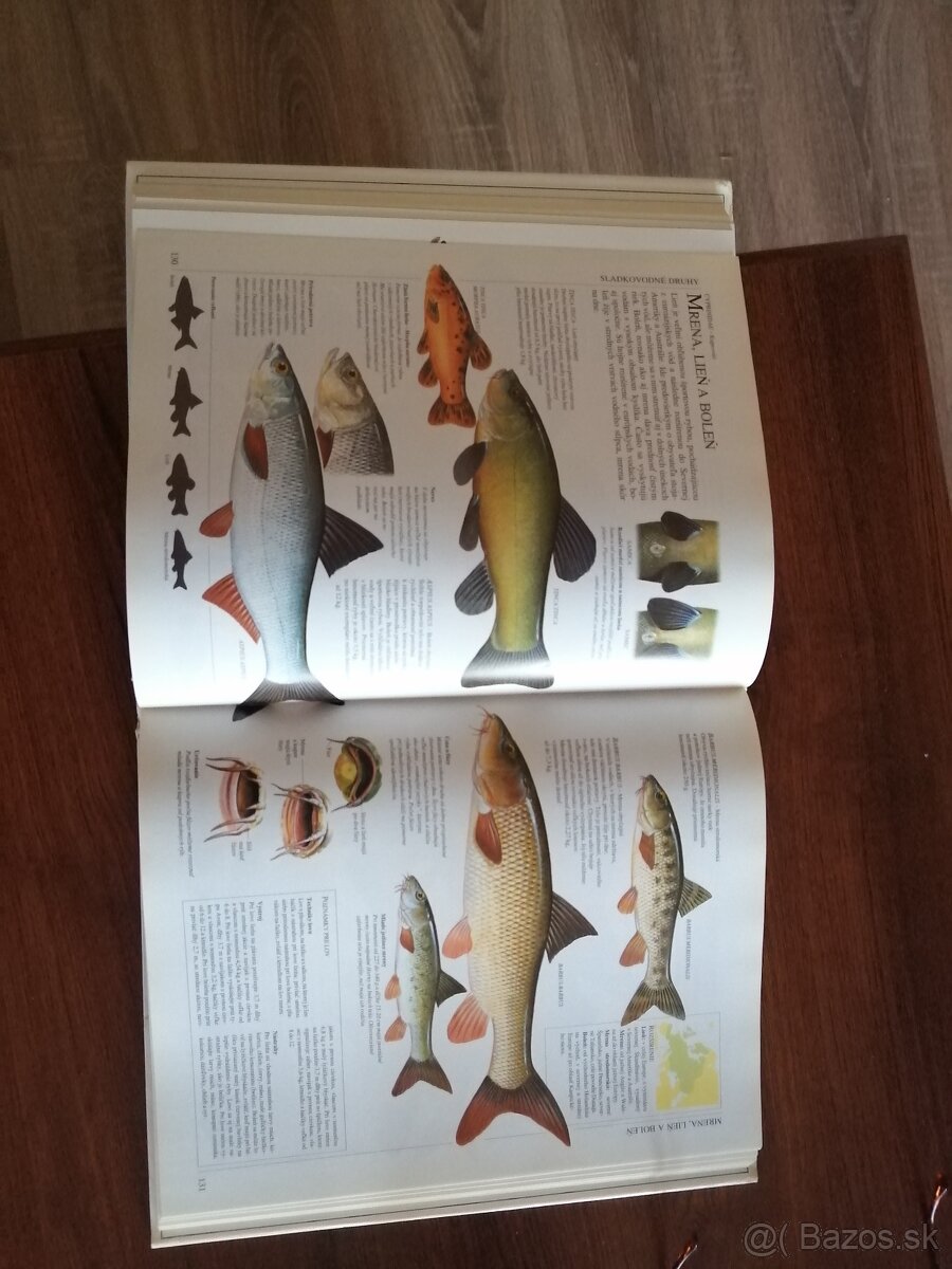 Polovníctvo a Rybárstvo - 6