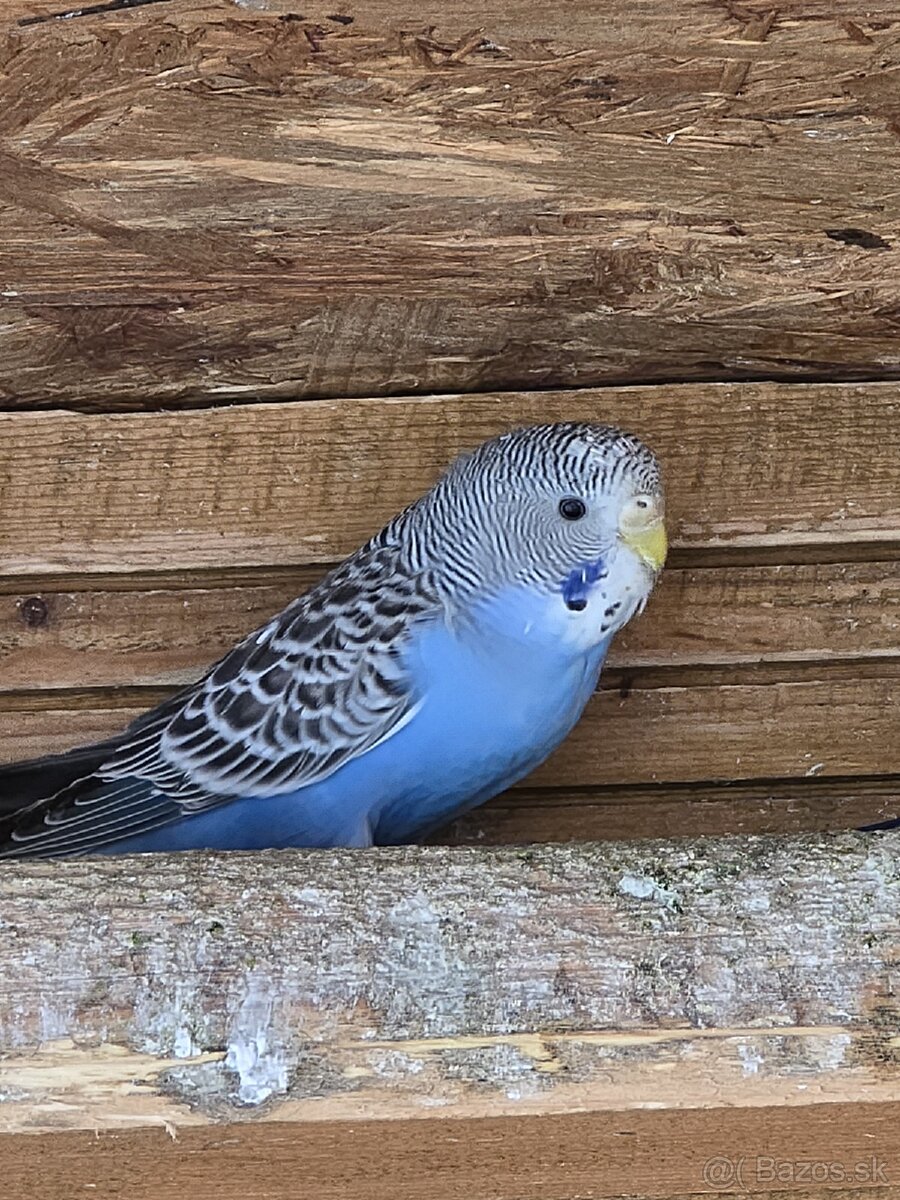 Andulka / andulky - 6