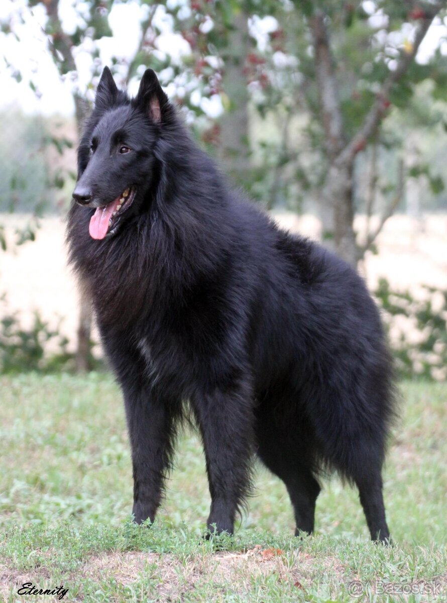 Belgický ovčiak groenendael FCI s PP po šampiónoch - 6