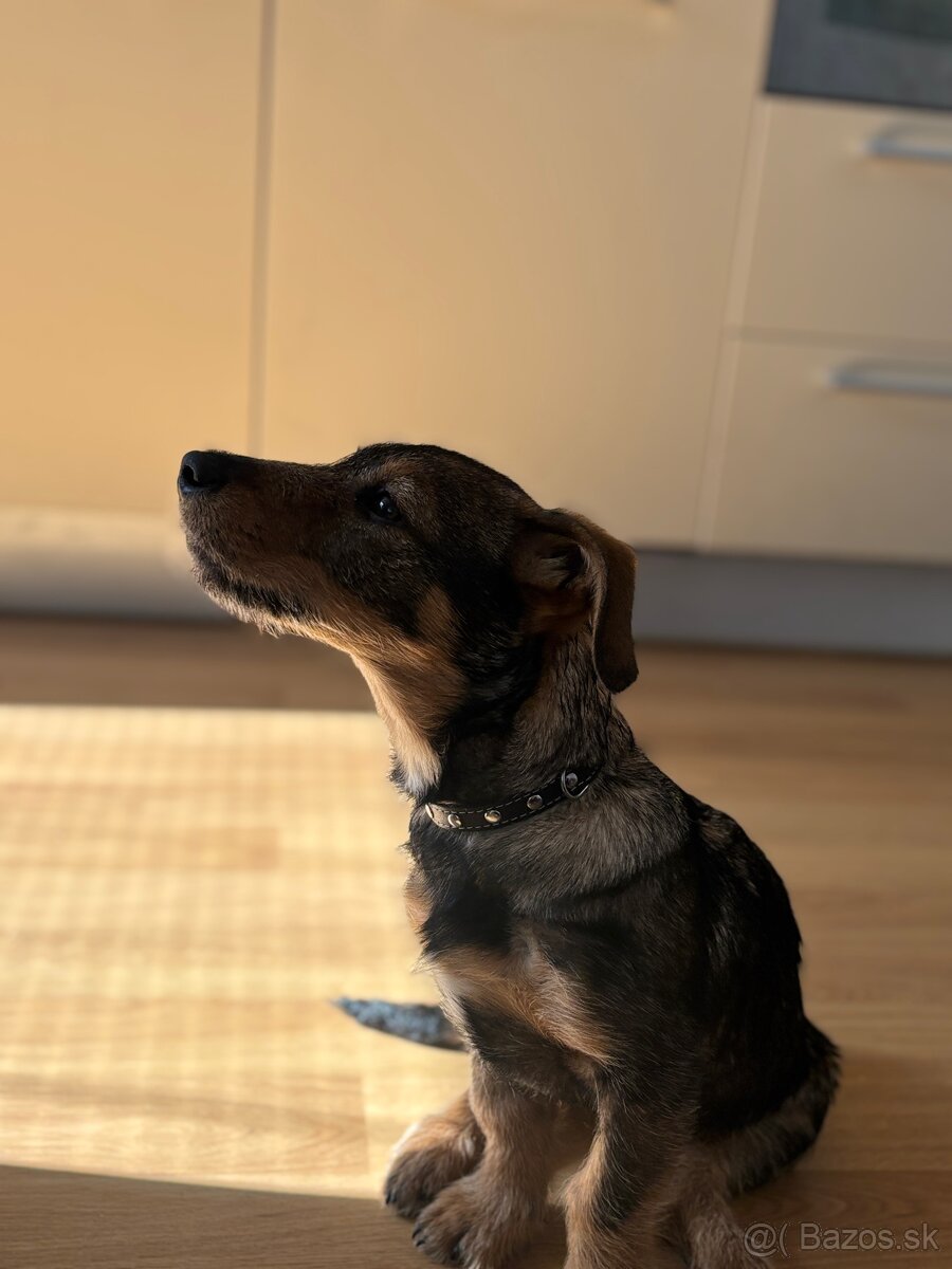 Predám šteniatko - 6