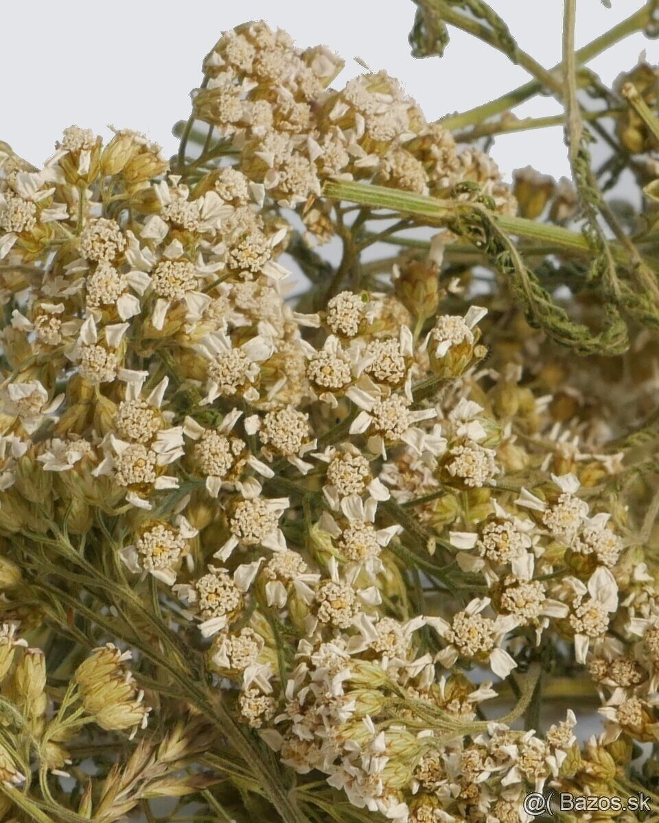 Pieninica sušené byliny 2025 - 6