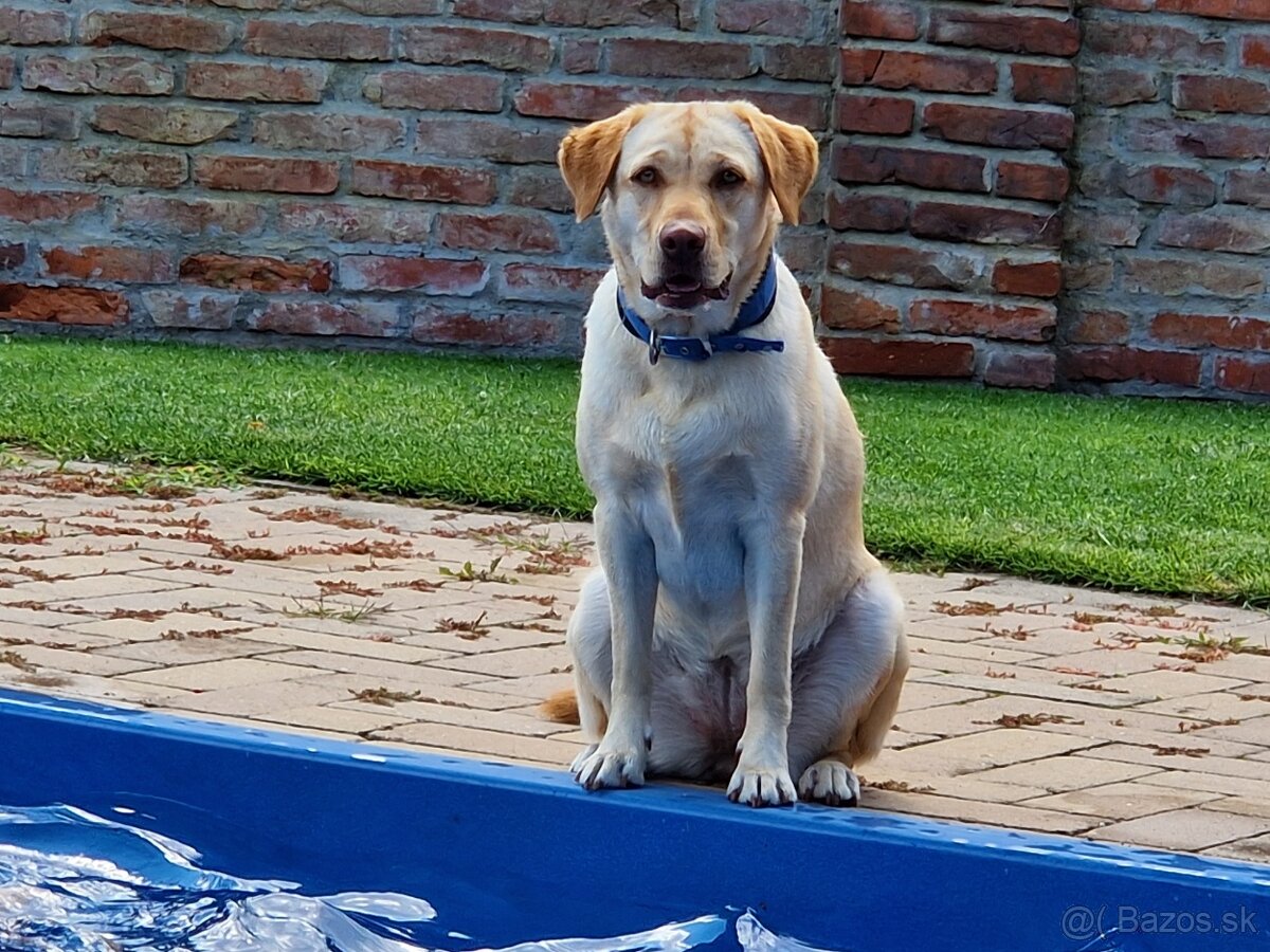 Predám labradorku - 6