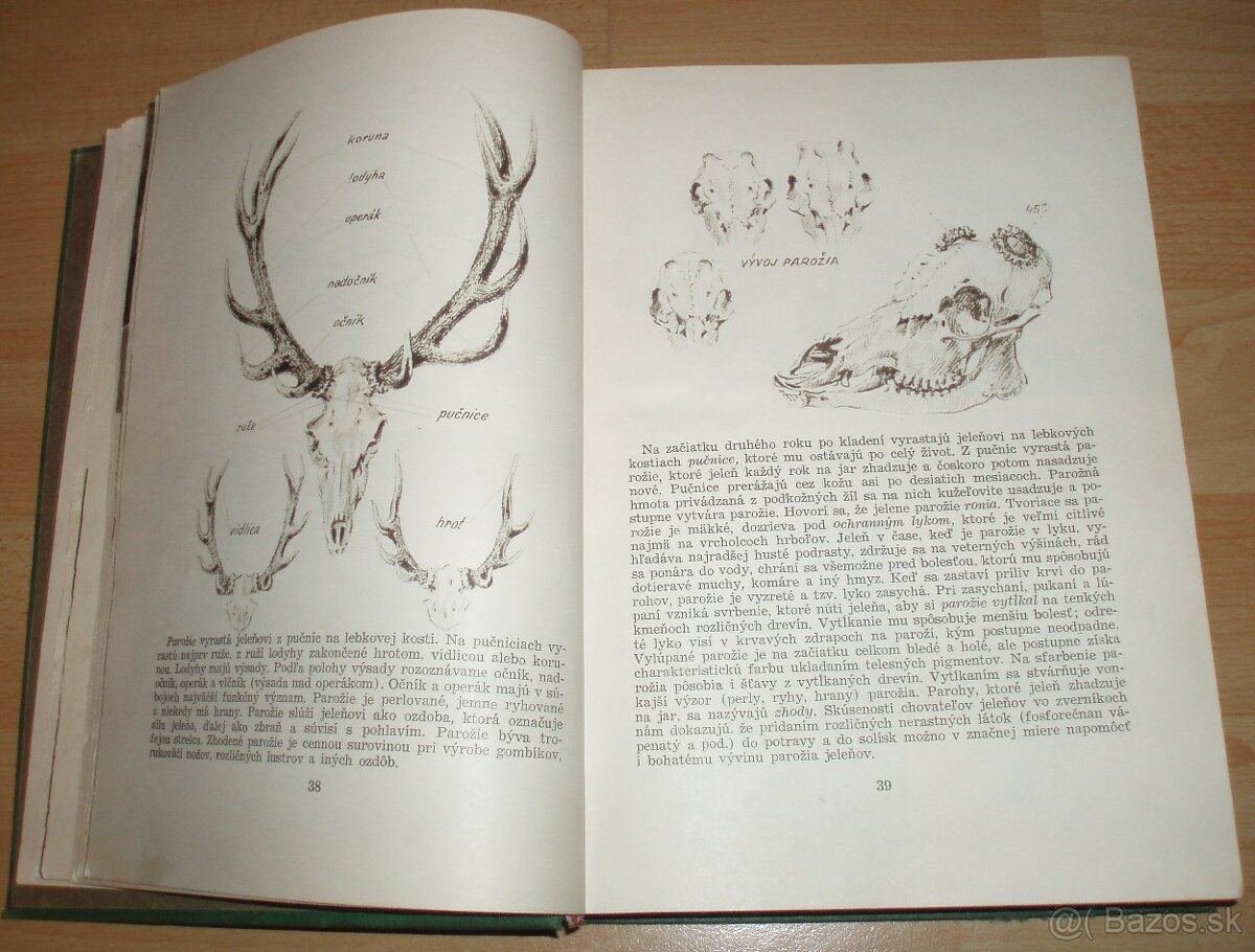 Poľovníctvo v obrazoch - 6