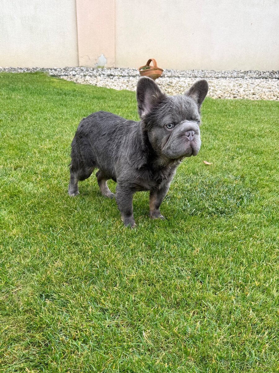 Francuzsky buldoček fluffy big rope fenka a psík - 6