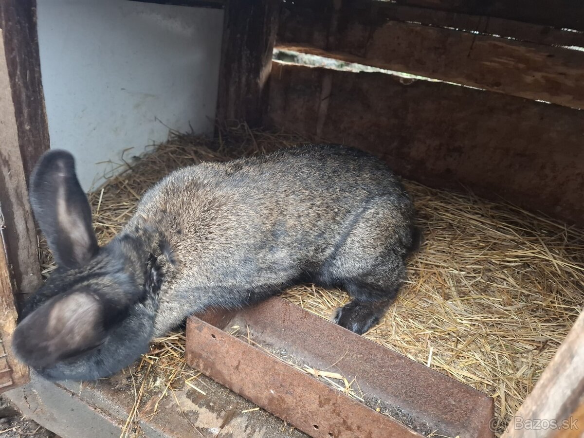 Zajace na predaj - 6