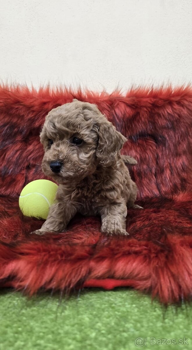 Šteniatka Pudlik, pudel toy - 6